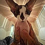 Bug is registered to the contest to win money with this photo: cat, sphynx_cat, hands, tattoos, indoor, light_rays, ceiling, room, furniture, blanket, fan, door, wall, pet, animal, portrait, close_up, cute, skinny, ears