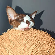 Bug joined the competition — help win amazing prizes! cat, pet, animal, sleeping, cozy, blanket, texture, fur, indoor, shadow, ear, face, whisker, resting, cute, relaxation, soft, orange, brown, white