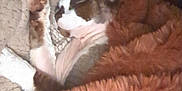 Bug joined the competition — help win amazing prizes! cat, sleeping, blanket, cozy, indoor, furry, pet, resting, paw, ear, fur, closeup, warm, comfort, relaxation, bed, soft, animal, domestic, cute