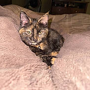 Freya joined the competition — help win amazing prizes! animal, bed, blanket, cat, collar, comfort, cozy, cute, ears, eyes, feline, fur, indoor, pet, portrait, relaxation, resting, soft, tortoiseshell, warm