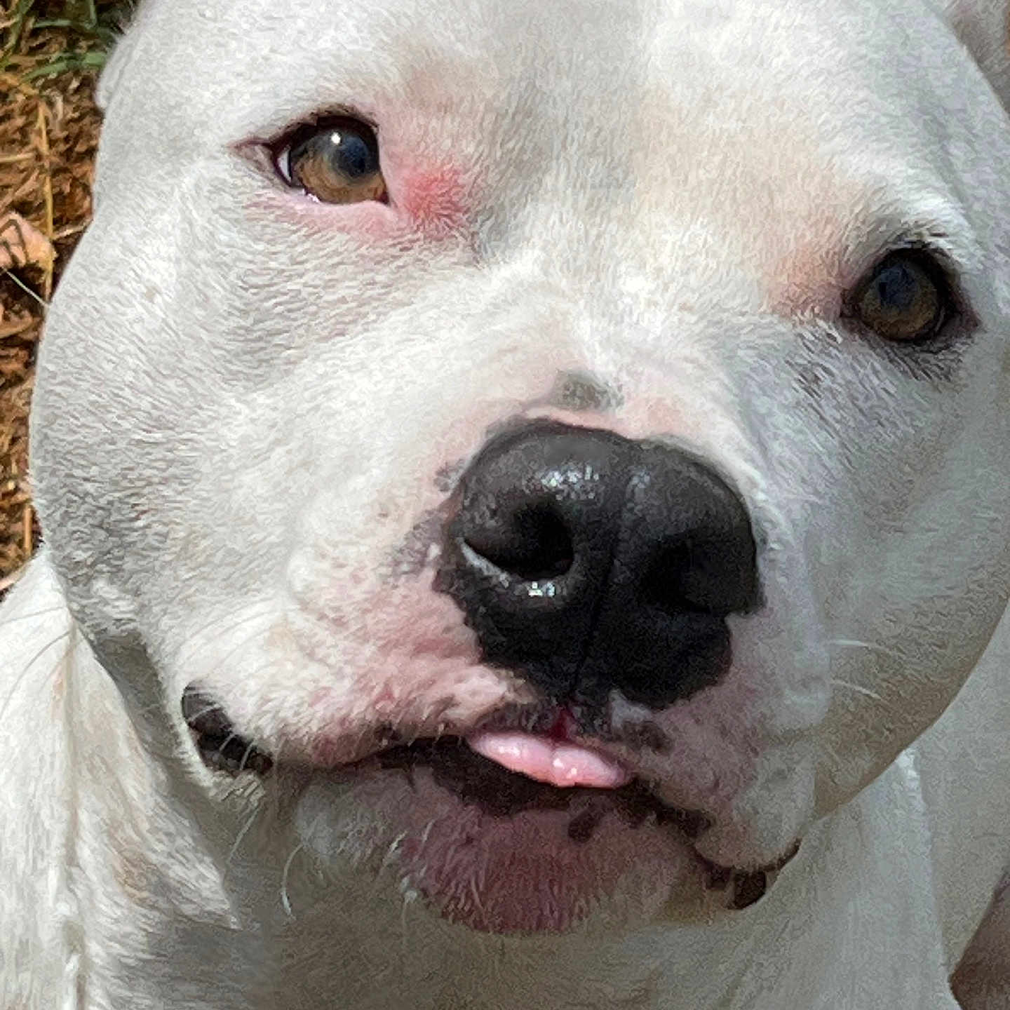 Moxie Rotten joined the competition — help win amazing prizes! dog, white_dog, close_up, portrait, face, eyes, nose, tongue, short_fur, outdoor, grass, fallen_leaves, pet, animal, canine, looking_at_camera, funny, adorable, white_fur, black_nose
