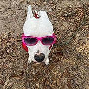 Moxie Rotten is registered to the contest to win money with this photo: dog, white_dog, sunglasses, pink_sunglasses, red_harness, outdoor, forest_floor, dirt, leaves, nature, portrait, close_up, looking_up, pet, canine, fashion, funny, accessory, animal, daylight