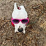 dog, white_dog, sunglasses, pink_sunglasses, red_harness, outdoor, forest_floor, dirt, leaves, nature, portrait, close_up, looking_up, pet, canine, fashion, funny, accessory, animal, daylight