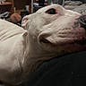 Moxie Rotten is registered to the contest to win money with this photo: dog, white_dog, pet, animal, close_up, portrait, lying_down, relaxed, nose, eye, snout, wrinkles, short_hair, indoors, home, couch, blanket, cozy, funny, upside_down