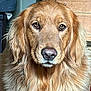 dog, golden_retriever, pet, animal, indoor, close_up, fur, face, portrait, looking, brown, canine, household, wooden_furniture, background, eyes, cute, mammal, companion, friendly