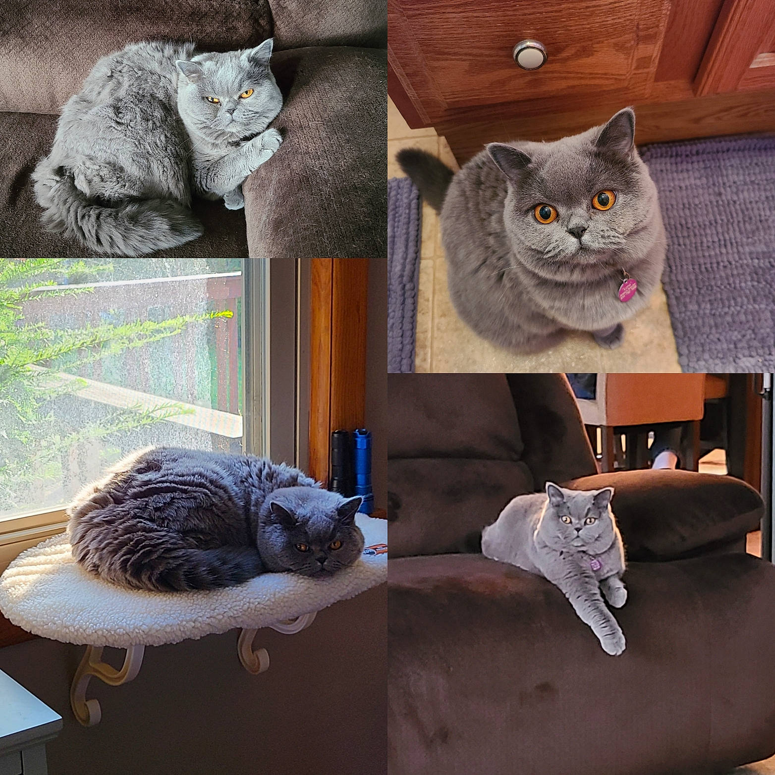 Luna is registered to the contest to win money with this photo: art, carnivore, cat, comfort, denim, fawn, felidae, furniture, grey, mammal, pattern, product, shelf, sleeve, small_to_medium_sized_cats, tail, textile, toy, vertebrate, whiskers