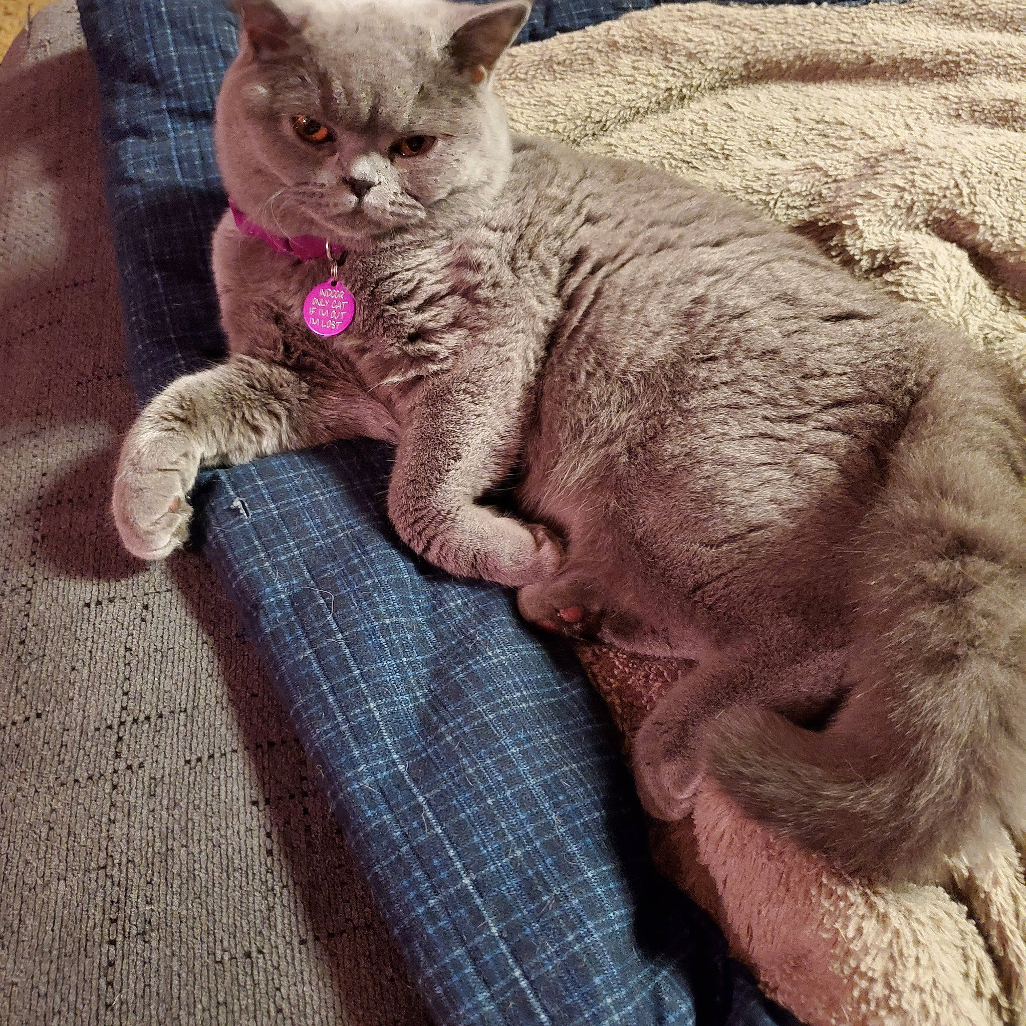 Luna is registered to the contest to win money with this photo: asian, british_shorthair, burmese, carnivore, cat, cornish_rex, devon_rex, fawn, felidae, german_rex, kitten, mammal, rex_cat, small_to_medium_sized_cats, tonkinese, vertebrate, whiskers