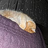 blanket, cat, closeup, cozy, curtains, cute, fur, indoor, kitten, napping, orange, pattern, paw, pet, purple, resting, sleeping, soft, texture, white