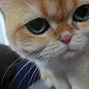 Stella is registered to the contest to win money with this photo: animal, cat, close_up, curious, cute, domestic_cat, face, feline, fluffy, fur, green_eyes, indoor, looking, muzzle, orange_cat, pet, pink_nose, portrait, soft, whiskers