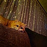 animal, blanket, cat, closeup, comfort, cozy, curtains, cute, eyes, feline, fur, home, indoor, orange_cat, pattern, pet, relaxed, resting, texture, warm_lighting