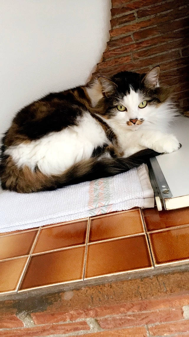 Mergouillotte participe au concours pour gagner de l'argent avec cette photo : aegean_cat, carnivore, cat, domestic_long_haired_cat, domestic_short_haired_cat, european_shorthair, felidae, fur, kitten, mammal, norwegian_forest_cat, small_to_medium_sized_cats, tail, whiskers