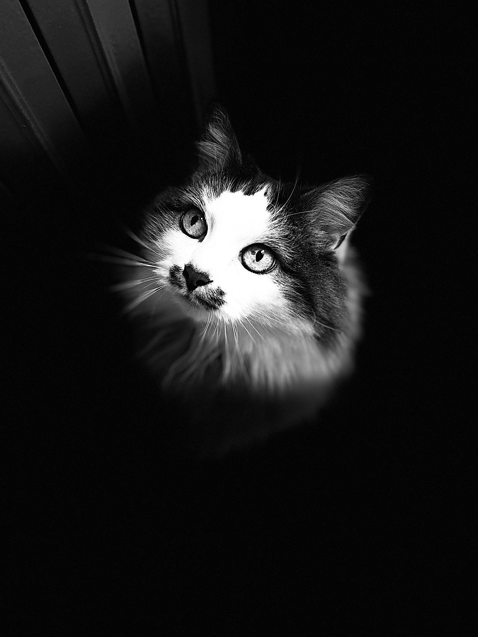 Mergouillotte a rejoint le concours — aidez-le/la à gagner de superbes lots ! black, black_and_white, black_cat, carnivore, cat, darkness, eye, felidae, fur, kitten, monochrome, monochrome_photography, norwegian_forest_cat, nose, ojos_azules, photography, small_to_medium_sized_cats, snout, whiskers, white