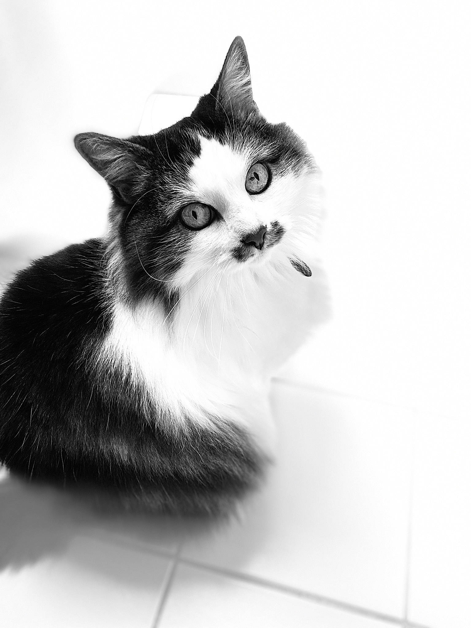 Mergouillotte participe au concours pour gagner de l'argent avec cette photo : black, black_and_white, carnivore, cat, domestic_short_haired_cat, felidae, fur, kitten, mammal, monochrome, monochrome_photography, norwegian_forest_cat, paw, photography, ragamuffin, sitting, small_to_medium_sized_cats, style, whiskers, white