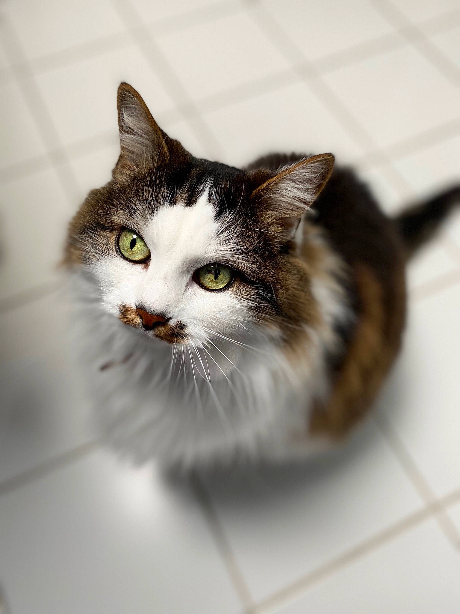 Mergouillotte a rejoint le concours — aidez-le/la à gagner de superbes lots ! aegean_cat, american_wirehair, black_and_white, carnivore, cat, domestic_long_haired_cat, domestic_short_haired_cat, dragon_li, european_shorthair, eye, felidae, fur, kitten, mammal, norwegian_forest_cat, ragamuffin, small_to_medium_sized_cats, snout, tabby_cat, whiskers