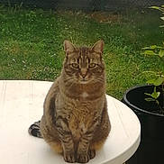 Naha participe au concours pour gagner de l'argent avec cette photo : cat, tabby, animal, pet, outdoor, grass, table, white_table, potted_plant, plant, greenery, fence, sitting, looking, fur, whiskers, ears, tail, nature, daylight