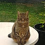cat, tabby, animal, pet, outdoor, grass, table, white_table, potted_plant, plant, greenery, fence, sitting, looking, fur, whiskers, ears, tail, nature, daylight