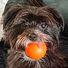 adorable, animal, ball, black, brown, companion, cute, dog, ears, face, fur, indoor, looking, mouth, pet, playful, sitting, tail, toy, white