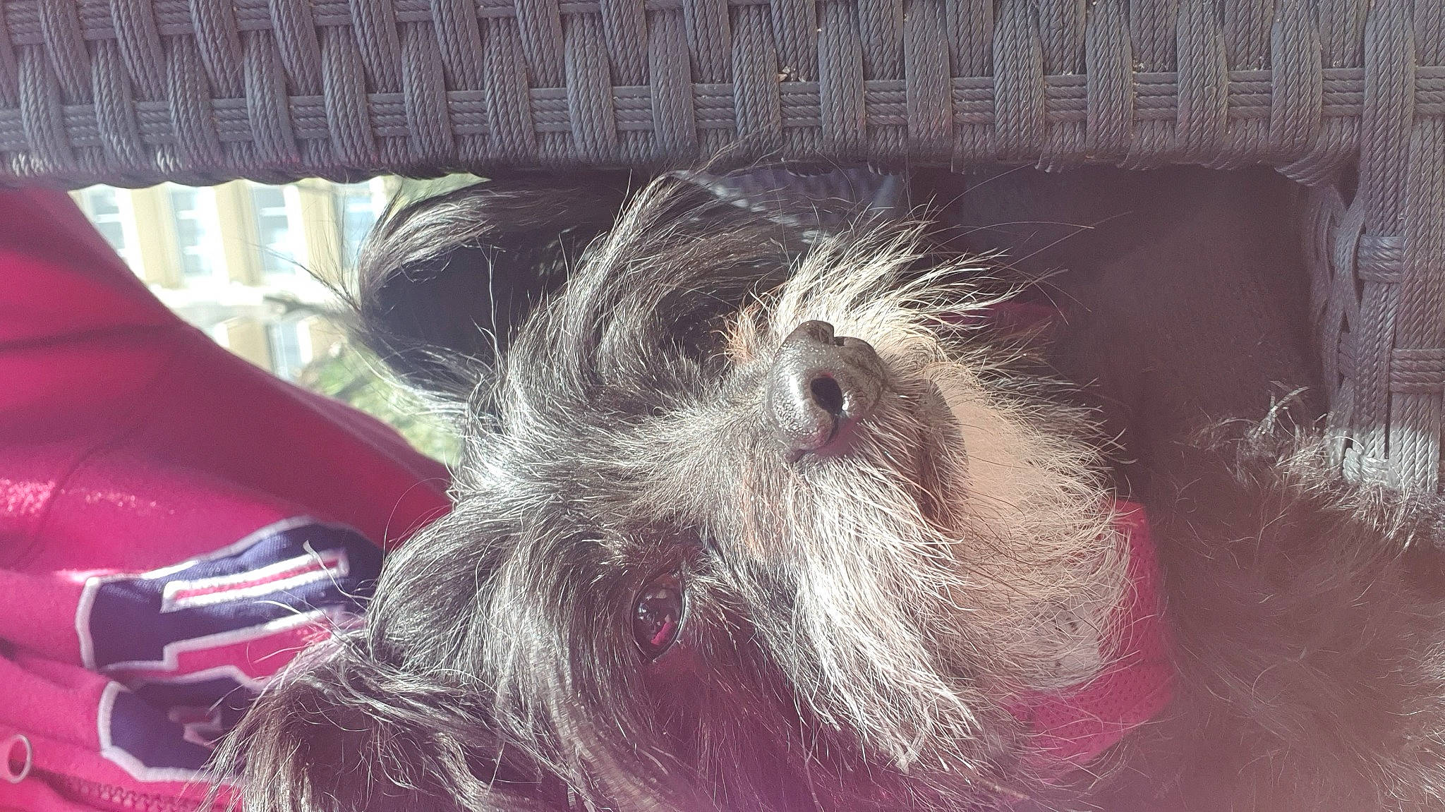 Fifi a rejoint le concours — aidez-le/la à gagner de superbes lots ! canidae, carnivore, companion_dog, dog, dog_breed, felidae, fur, liver, metal, non_sporting_group, paw, puppy, small_terrier, snout, sporting_group, square, terrier, toy_dog, whiskers, working_animal