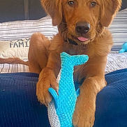 Finn is registered to the contest to win money with this photo: dog, golden_retriever, puppy, toy, plush_shark, bed, bedding, pillow, tongue, cute, pet, indoor, brown_fur, animal, playful, resting, cozy, home, furniture, young_dog