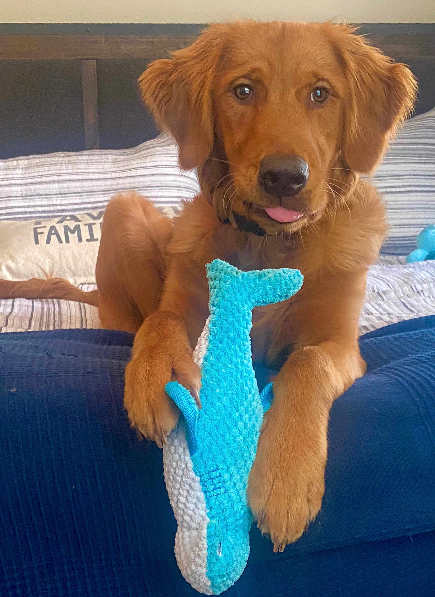 Finn