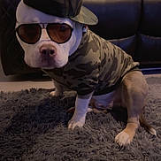 Brooklyn is registered to the contest to win money with this photo: accessories, animal, camouflage, canine, cap, carpet, cute, dog, fashion, funny, home, hoodie, indoor, leather_couch, pet, portrait, sitting, style, sunglasses, wearing_clothes
