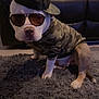 accessories, animal, camouflage, canine, cap, carpet, cute, dog, fashion, funny, home, hoodie, indoor, leather_couch, pet, portrait, sitting, style, sunglasses, wearing_clothes