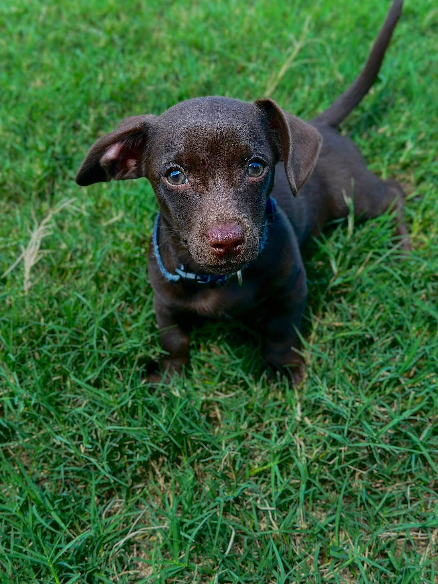 Wrangler joined the competition — help win amazing prizes! canidae, carnivore, companion_dog, dog, dog_breed, fawn, fur, grass, grassland, groundcover, gun_dog, hierochloe, hunting_dog, liver, plant, snout, sporting_group, terrestrial_animal, whiskers, working_animal