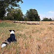 Arya a rejoint le concours — aidez-le/la à gagner de superbes lots ! dog, sheep, field, grass, trees, sky, nature, animal, outdoor, grazing, herding, pasture, rural, farm, guarding, watching, summer, landscape, canine, livestock