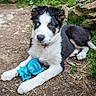 Arya participe au concours pour gagner de l'argent avec cette photo : puppy, dog, border_collie, heterochromia, blue_eye, brown_eye, toy, blue_toy, outdoor, grass, dirt, rocks, pet, animal, cute, playful, lying_down, fur, collar, nature