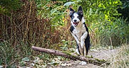 Arya participe au concours pour gagner de l'argent avec cette photo : dog, border_collie, running, forest, trail, greenery, nature, happy, outdoor, animal, pet, smiling, heterochromia, fur, leafy, branch, path, canine, energetic, daylight
