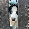 Arya a rejoint le concours — aidez-le/la à gagner de superbes lots ! dog, puppy, fence, wood, peeking, curious, heterochromia, blue_eye, brown_eye, outdoor, pet, animal, close_up, snout, whiskers, black_and_white, playful, cute, young, face