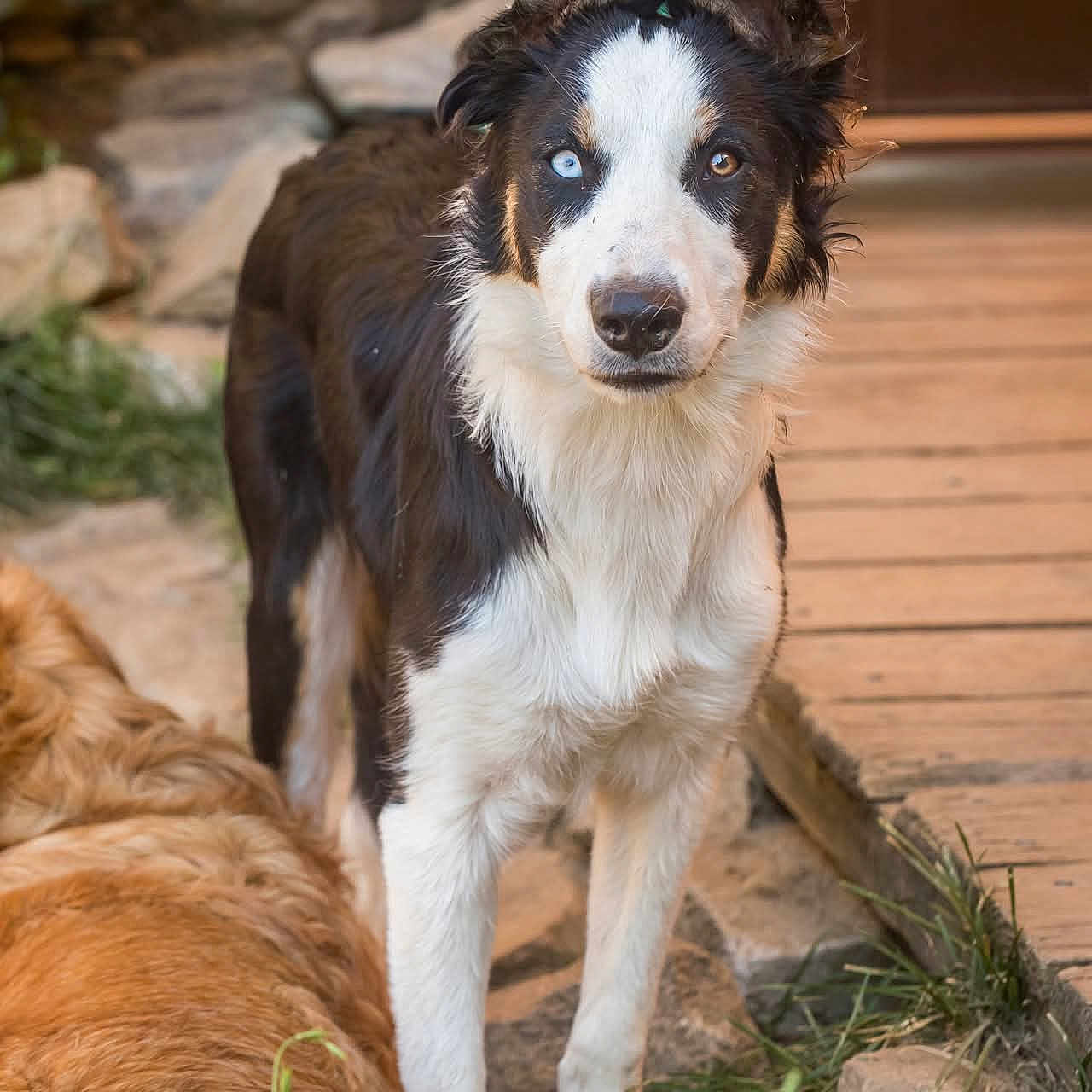Arya
