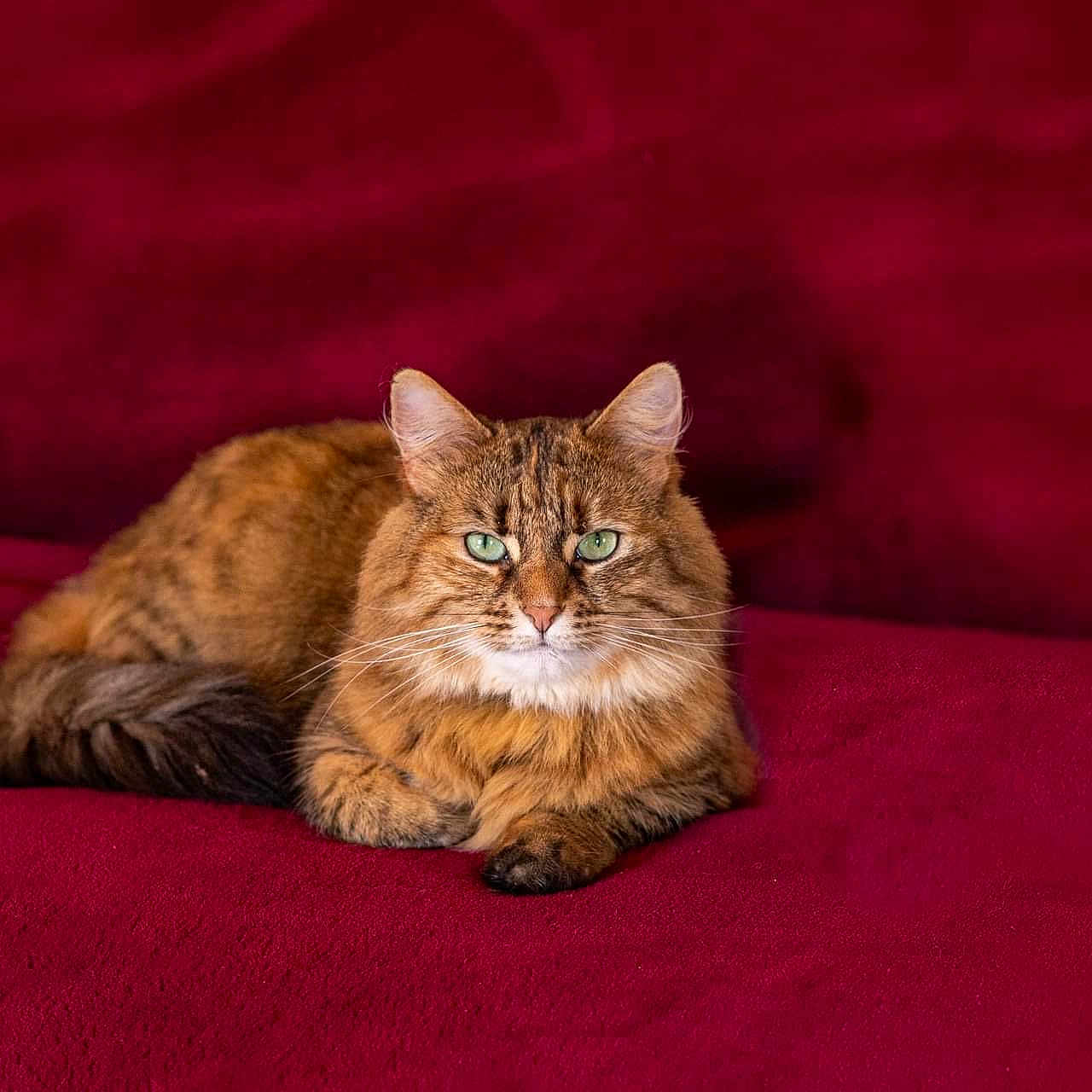 Mimi