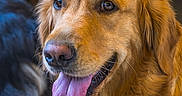Velours participe au concours pour gagner de l'argent avec cette photo : animal, blurred_background, canine, close_up, cute, dog, domestic_animal, ears, friendly, fur, fur_texture, golden_retriever, happy, head, indoors, looking_away, mammal, pet, portrait, tongue_out
