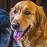 Velours participe au concours pour gagner de l'argent avec cette photo : dog, golden_retriever, tongue_out, pet, animal, close_up, fur, portrait, happy, canine, mammal, domestic_animal, friendly, cute, looking_away, indoors, blurred_background, fur_texture, head, ears