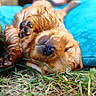puppy, dog, wet, grass, blue_cushion, sleeping, paw, cute, outdoor, young_dog, relaxed, animal, pet, fur, nature, close_up, lying_down, small_dog, adorable, resting