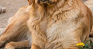 Velours a rejoint le concours — aidez-le/la à gagner de superbes lots ! dog, golden_retriever, animal, pet, outdoor, nature, flower, dandelion, fur, paw, laying_down, brown, eyes, ears, muzzle, canine, closeup, portrait, calm, sunlight