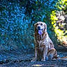 Velours a rejoint le concours — aidez-le/la à gagner de superbes lots ! dog, golden_retriever, animal, pet, forest, path, nature, outdoor, bokeh, happy, tongue_out, sitting, fur, canine, sunlight, tree, leaves, wild, mammal, portrait