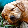 puppy, dog, sleeping, close_up, golden_retriever, fur, outdoor, grass, wood, nature, resting, cute, animal, pet, peaceful, young, head, snout, ears, relaxation