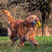 Surprise a rejoint le concours — aidez-le/la à gagner de superbes lots ! dog, golden_retriever, playing, toy, outdoor, grass, field, animal, pet, happy, running, fur, nature, daylight, mammal, canine, tail, mouth, play, blurred_background