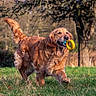 dog, golden_retriever, playing, toy, outdoor, grass, field, animal, pet, happy, running, fur, nature, daylight, mammal, canine, tail, mouth, play, blurred_background