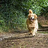 Surprise participe au concours pour gagner de l'argent avec cette photo : golden_retriever, dog, animal, pet, outdoor, forest, trail, stick, nature, greenery, path, running, playful, happy, canine, fur, daylight, trees, leaves, adventure