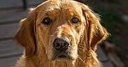 Surprise a rejoint le concours — aidez-le/la à gagner de superbes lots ! dog, golden_retriever, pet, animal, portrait, close_up, fur, outdoor, sunlight, canine, mammal, looking_at_camera, friendly, ears, snout, whiskers, brown_eyes, nature, domestic_animal, face