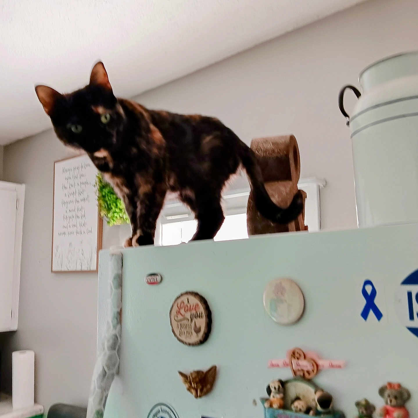 Missie is registered to the contest to win money with this photo: animal, appliance, cat, curious, curled_tail, decor, domestic, feline, furniture, home, indoor, kitchen, light, magnets, pet, playful, refrigerator, tortoiseshell, wall_art, window