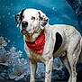 animal, bandana, black_spots, blue_background, canine, crescent_moon, decorative, dog, ears, floral, flower_background, fur, looking_up, paws, pet, portrait, red_bandana, standing, studio_photo, white_dog