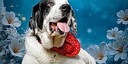 Bounty participe au concours pour gagner de l'argent avec cette photo : animal, bandana, black_and_white, blue_background, crescent_moon, cute, dog, domestic_animal, flowers, fur, furry, lying_down, paw, pet, playful, portrait, snout, studio_shot, tongue_out, whiskers