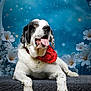 animal, bandana, black_and_white, blue_background, crescent_moon, cute, dog, domestic_animal, flowers, fur, furry, lying_down, paw, pet, playful, portrait, snout, studio_shot, tongue_out, whiskers