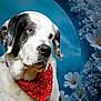 Bounty a rejoint le concours — aidez-le/la à gagner de superbes lots ! animal, bandana, black_and_white, calm, close_up, cute, decorative_flowers, dog, domestic_animal, eyes, floral_background, fur, furry, indoors, mammal, pet, portrait, red_accessory, snout, studio_photo