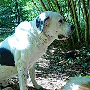 Bounty participe au concours pour gagner de l'argent avec cette photo : animal, black_spots, branches, canine, dog, fluffy_dog, forest, grass, hand, knee, leaves, nature, outdoor, person, resting, shade, sitting, sunlight, trees, white_dog