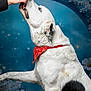 Bounty a rejoint le concours — aidez-le/la à gagner de superbes lots ! animal, background, black_spot, blue, cute, dog, domestic_animal, flower, friendly, fur, hand, indoor, mammal, obedient, pet, portrait, red_bandana, side_view, treat, white_dog